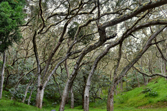Wald an der Straße zum Maïdo