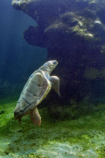 Meeresschildkröte in der Schildkröten-Station Kélonia