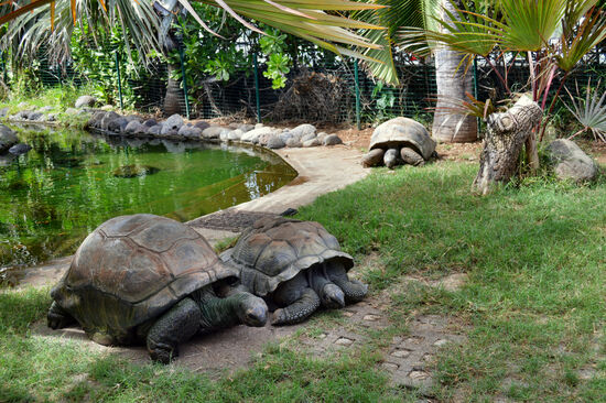 Auch Landschildkröten gibt es in der Schildkröten-Station Kélonia