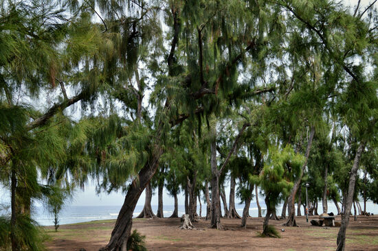 Filaos-Bäume am Meer in Saint-Leu