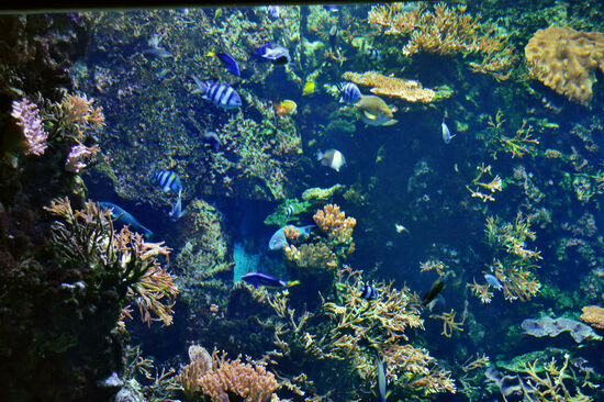 Riff-Bassin im Aquarium