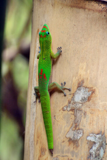 Schmucktaggecko im Jardin d'Eden