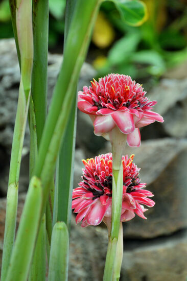 Porzellanrosen im Jardin d'Eden