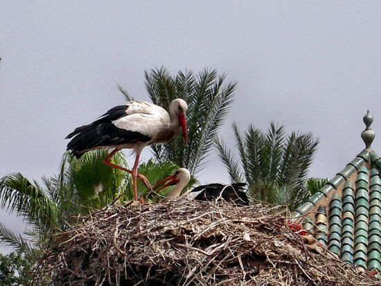 Weißstörche am Nest in der Nähe der Saadier-Gräber