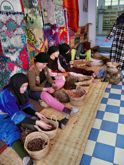 Mühevolle Gewinnung von Arganöl