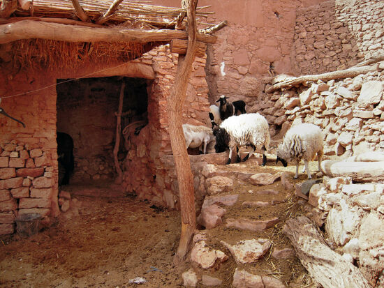 Nicht nur Menschen leben in Aït-Ben-Haddou