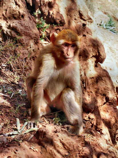 Halbwüchsiger Berberaffe an den Wasserfällen von Ouzoud