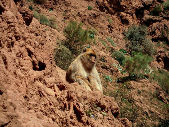Affenmutter mit Baby (kaum zu sehen)