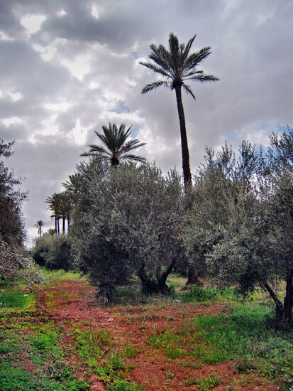 Nur einige von tausenden Olivenbäumen im Jardin d'Agdal