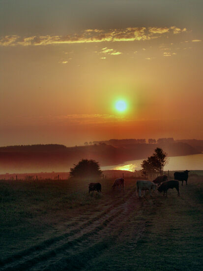Rinder im Morgennebel bei Ales Stenar