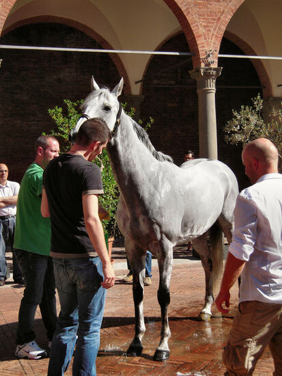 "Guess" - Teilnehmer am Palio für die Contrada dell'Oca