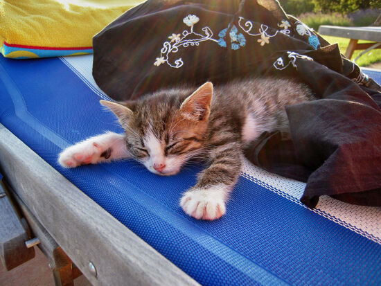 Süße Gesellschaft am Pool des "Civettaio"