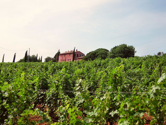 Blick über einen (kleinen) Teil der Weinberge des "Civettaio"