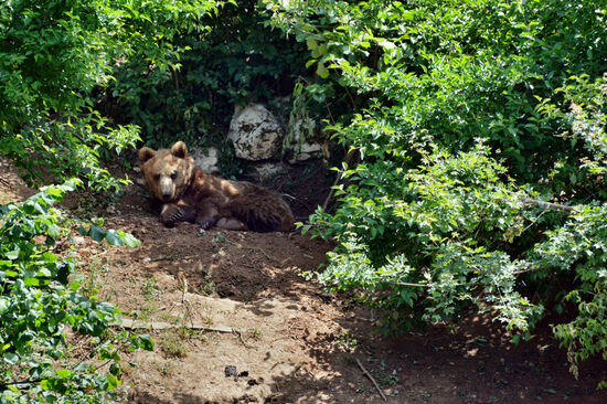 Jungbär im Schatten