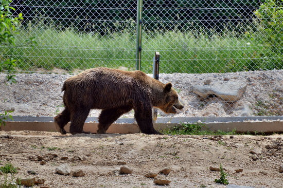 Dieser Bär wurde kurz vor unserem Besuch aus einem viel zu kleinen Gehege befreit und hatte sich noch nicht an den vielen Platz gewöhnt.