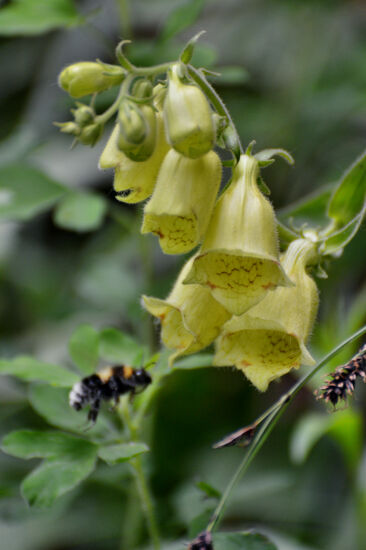 Fingerhut mit Hummel