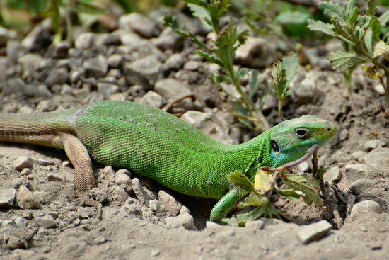 Smaragdeidechse