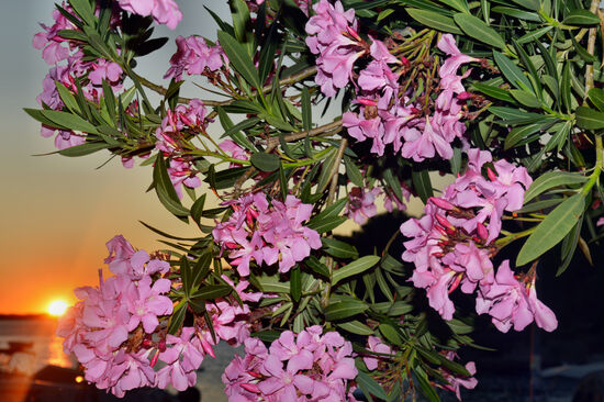 Sonnenuntergang mit Oleander