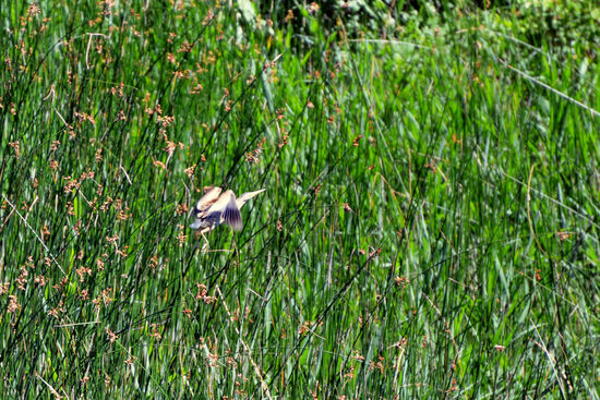 Auffliegende Rohrdommel