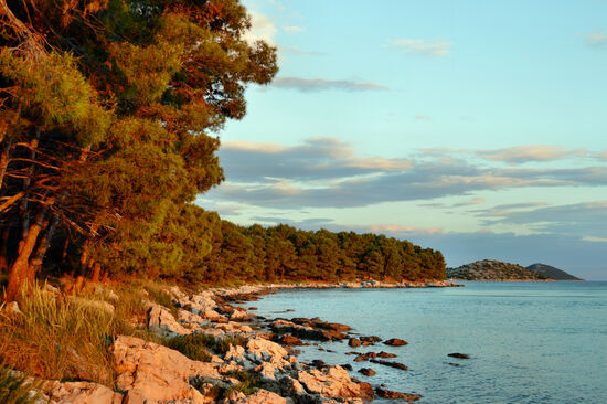 Pinien am Meer in der Abendsonne
