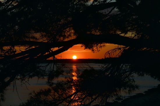 Sonnenuntergang im Pinien-Rahmen