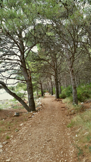 Weg von Drage nach Pakoštane durch den Pinienwald