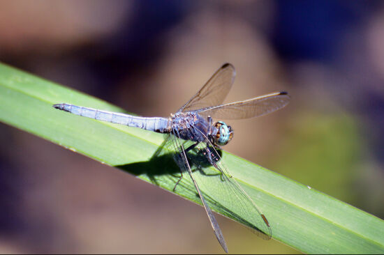 Libelle im Nationalpark Krka