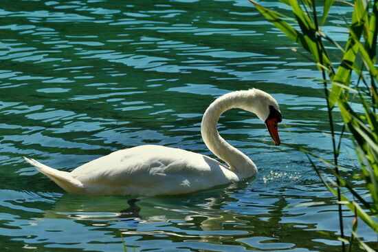 Höckerschwan auf der Krka bei Skradin