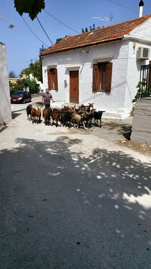 Ziegenherde im Dorf Gavalochóri