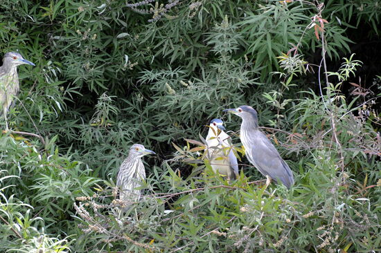 Nachtreiher am Límni Kourná