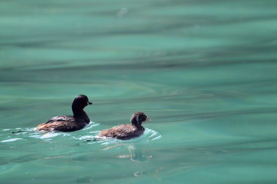 Vater und Kind Zwergtaucher