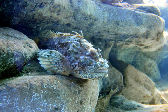 Drachenkopf im Aquarium