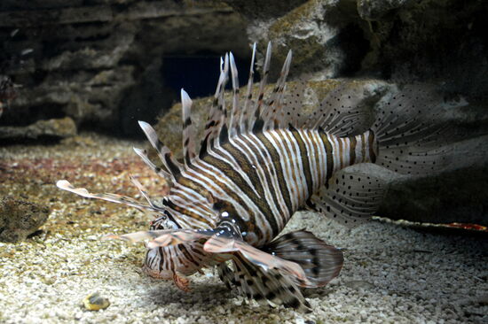 Eingewandert durch den Suez-Kanal: Rotfeuerfisch