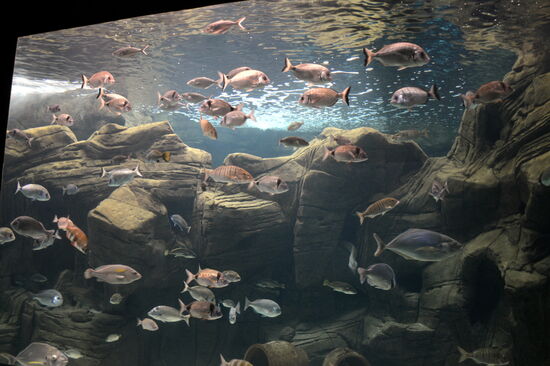 Eines der großen Becken im Cretaquarium