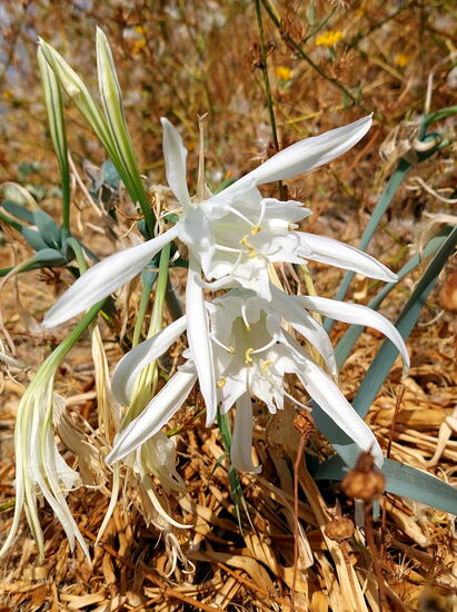 Strandlilien (Pancratium maritimum)
