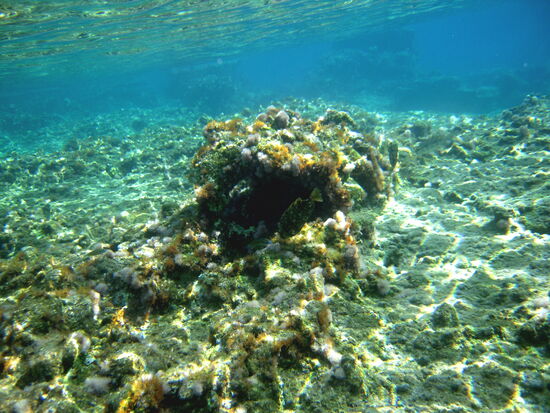 Unterwasserwelt der Lykos-Bucht