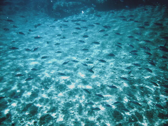 Reiches Unterwasserleben