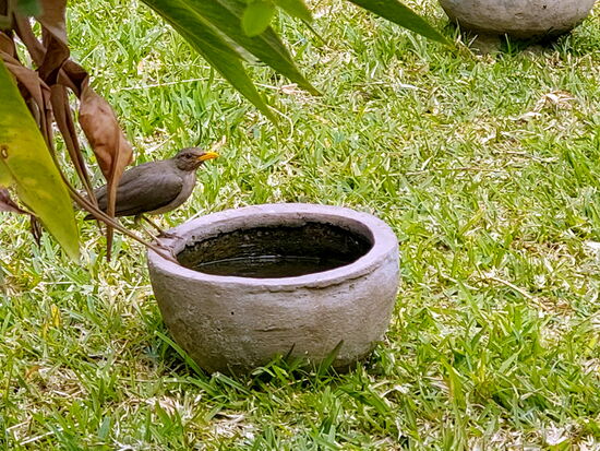 Afrikanische Drossel