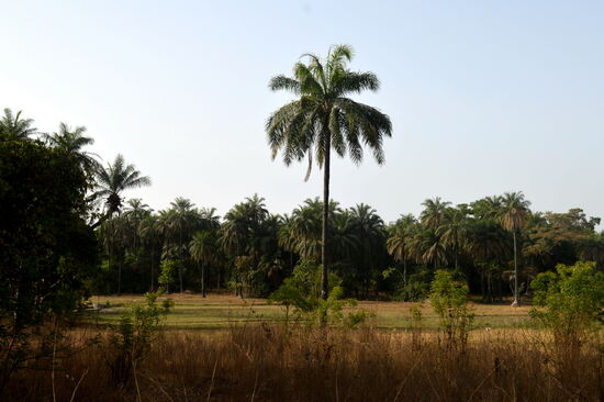 Landschaft zwischen Brikama und Soma