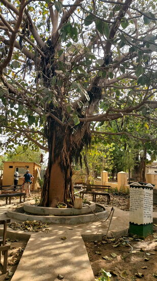 "Freedom Tree" in Janjanbureh