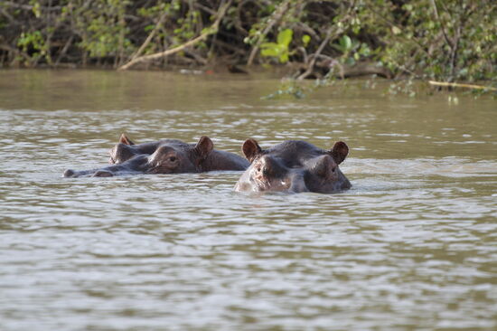 Hippos im River Gambia Nationalpark