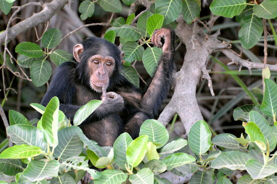 Junger Schimpanse im River Gambia Nationalpark