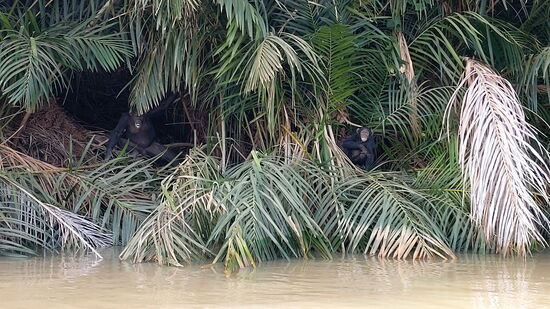 Schimpansen im River Gambia Nationalpark