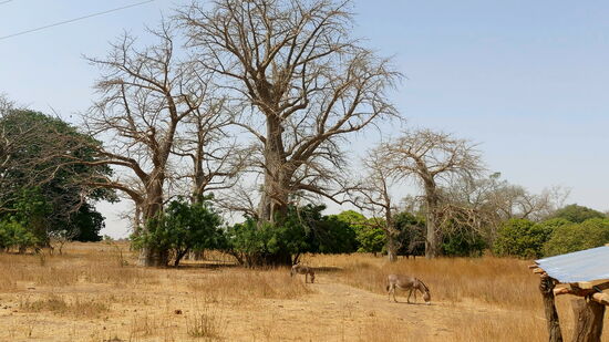 Oft zu sehen: Esel und Baobabs