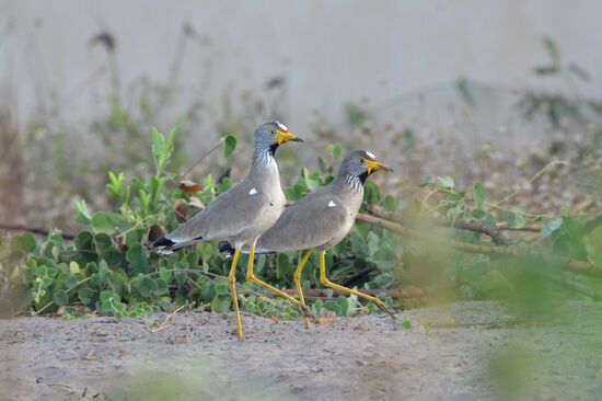 Senegalkiebitze im Gleichschritt