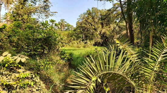 Abuko Nature Reserve