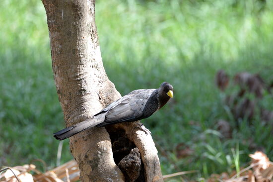 Schwarzschwanz-Lärmvogel