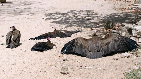 Geier beim Sonnenbad