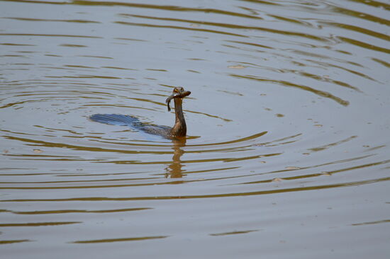 Erfolgreicher Kormoran