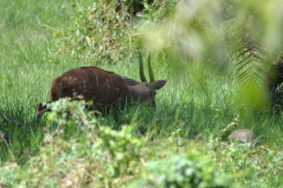 Männlicher Buschbock